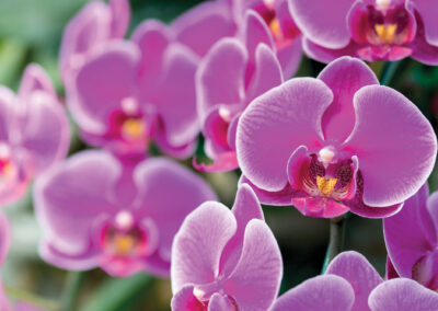 20. Orchid Garden